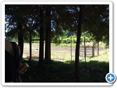 Enclosed orchard and vegetable garden 02