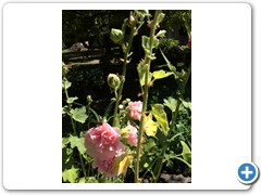 IMG_1219
