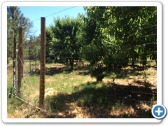 Peach orchard